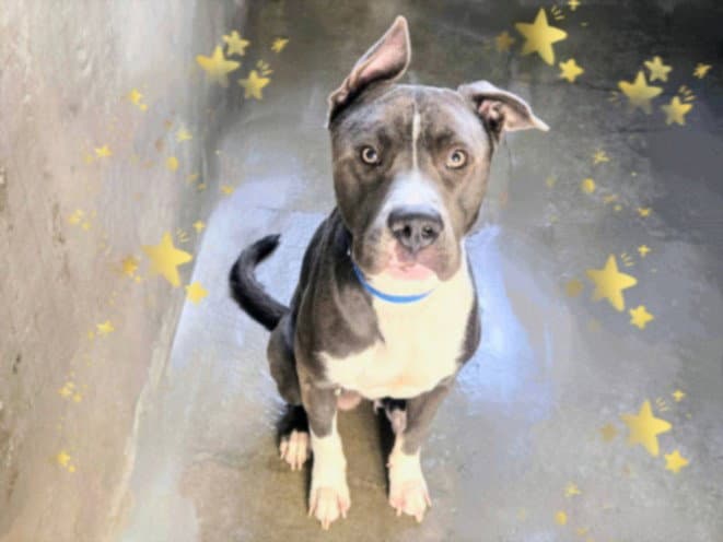 Ellis - Pit Bull Terrier