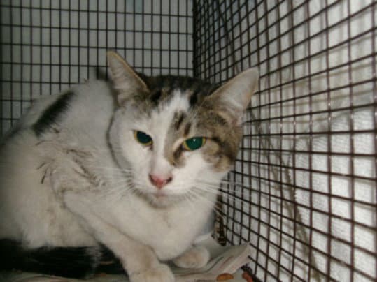 Storm - Domestic Short Hair