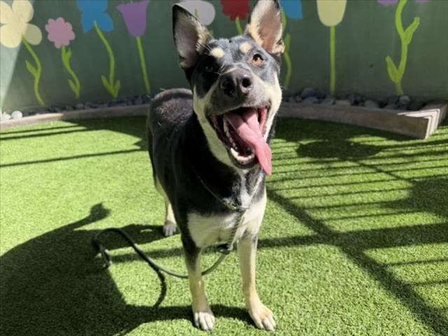 Rocsi - German Shepherd Dog