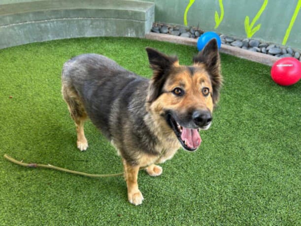 Debo - German Shepherd Dog