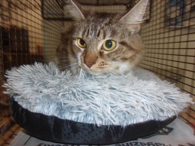 Millie - Domestic Long Hair