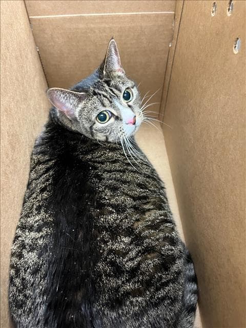 Gypsy - Domestic Short Hair