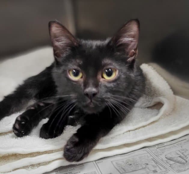 Tommy - Domestic Short Hair