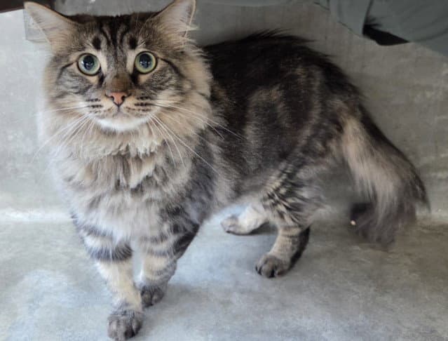 Luna - Domestic Medium Hair