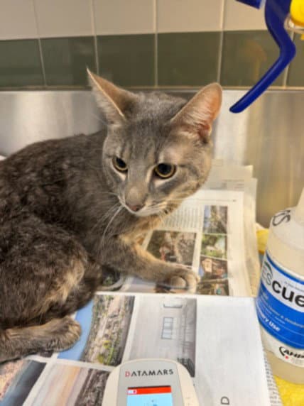 Lumi - Domestic Short Hair