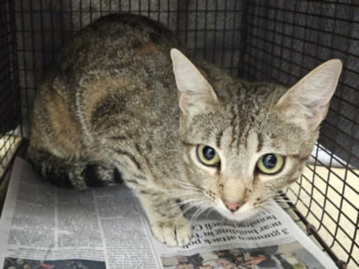 Marisol - Domestic Short Hair