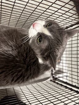 Kitty image 1