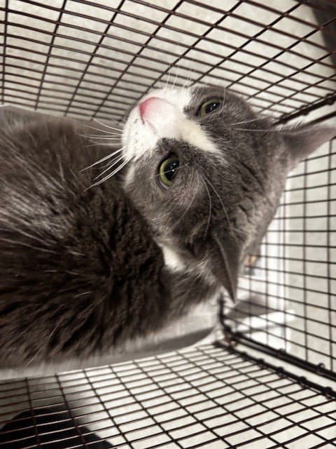 Kitty - Domestic Medium Hair