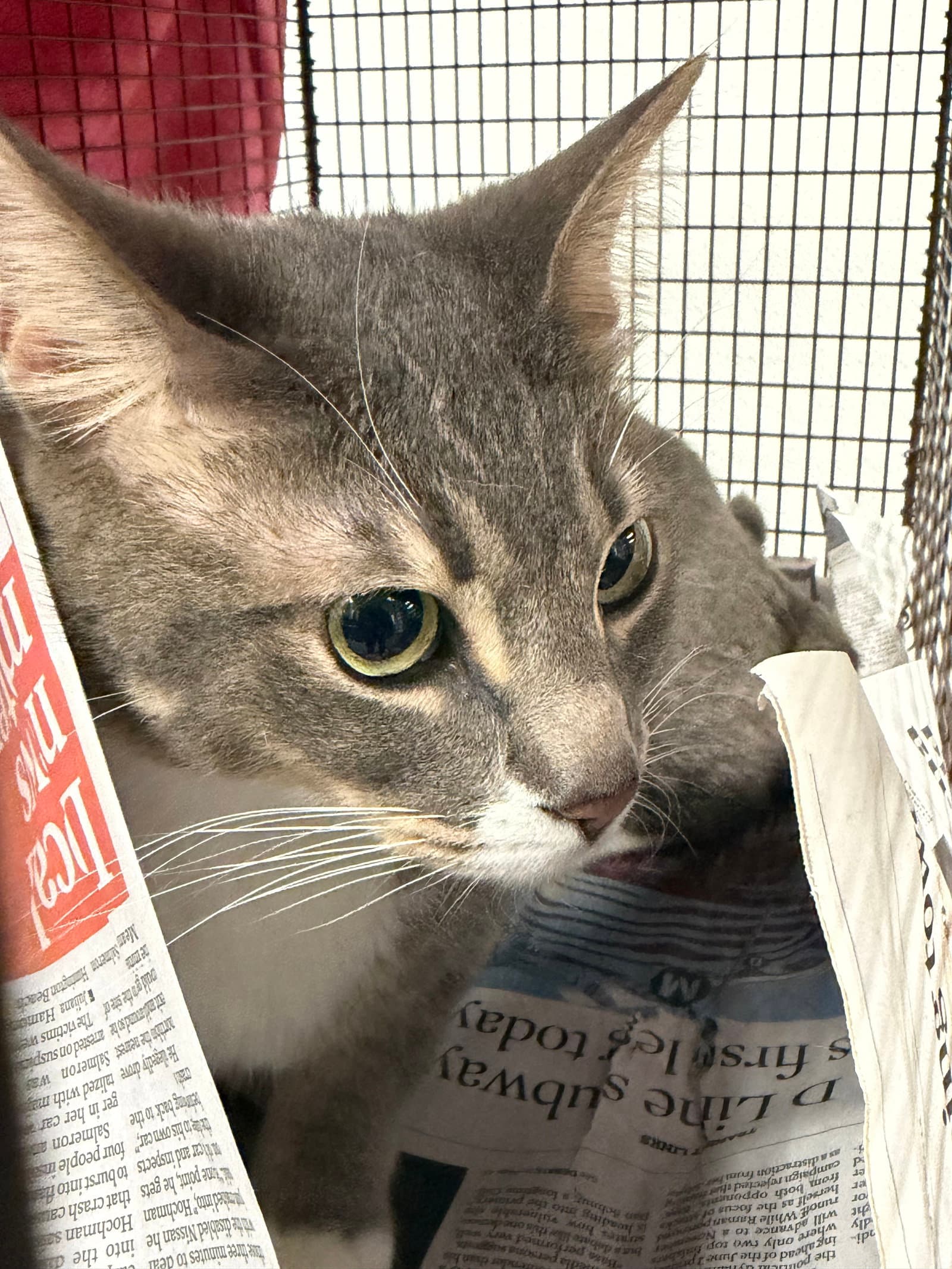 Gray - Domestic Short Hair
