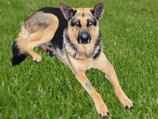 Lily - German Shepherd Dog