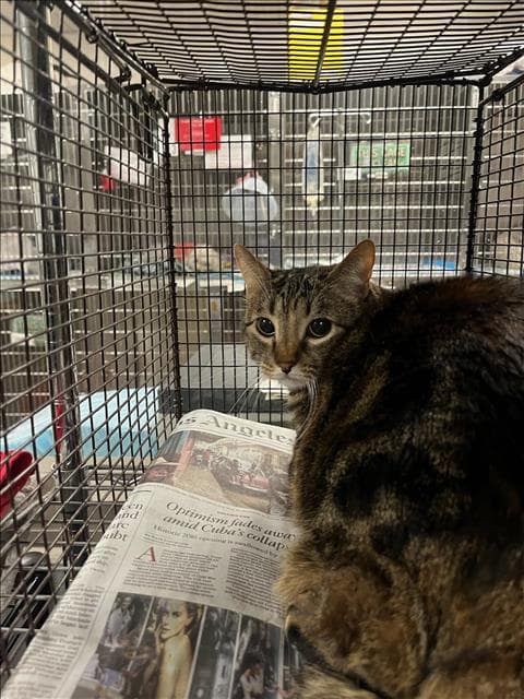 Tigra - Domestic Medium Hair