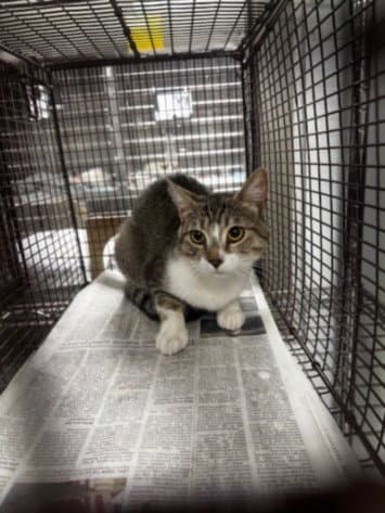 Dalia - Domestic Short Hair