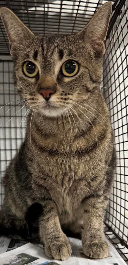 Sol - Domestic Short Hair