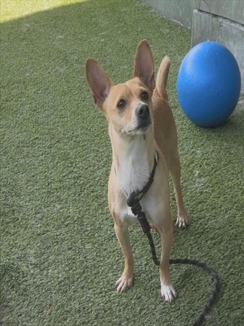 Berrugas - Chihuahua