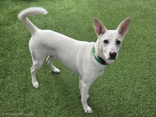 Luca - Basenji