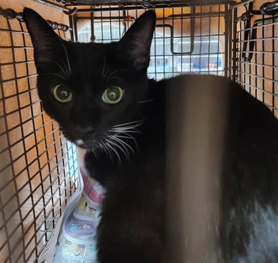 Nathan - Domestic Short Hair
