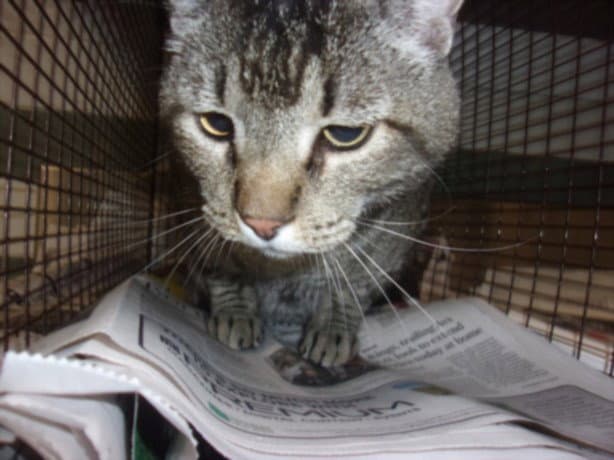 Garth - Domestic Medium Hair