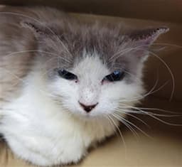 Mj image 1