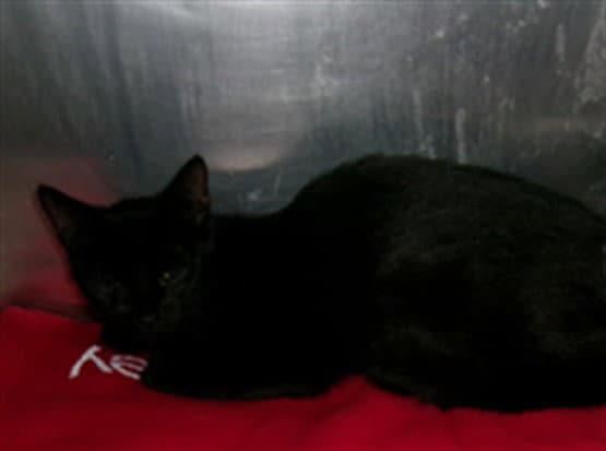 Dina - Domestic Short Hair