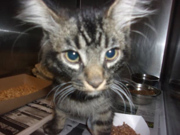 Mko - Domestic Medium Hair