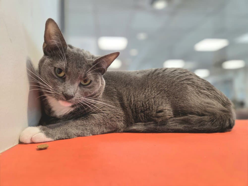 Luna - Domestic Short Hair
