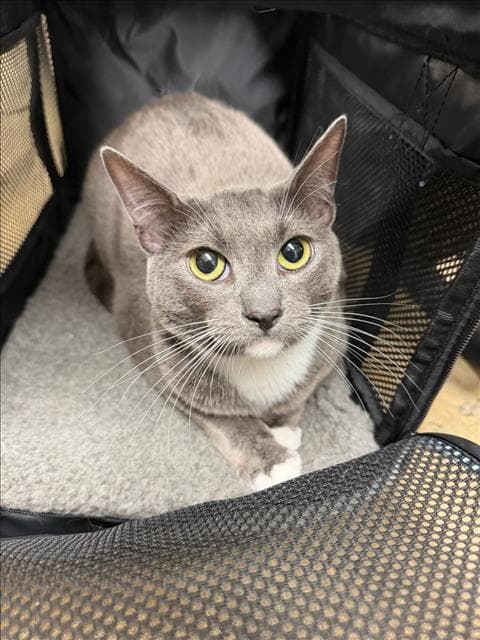 Truffle - Domestic Short Hair