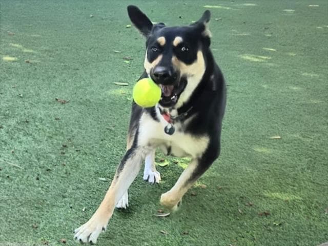 Stella Rose - German Shepherd Dog