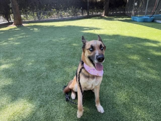 Kemah - German Shepherd Dog