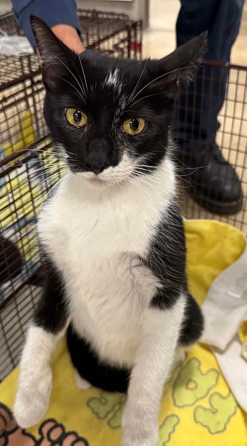 Espi - Domestic Short Hair