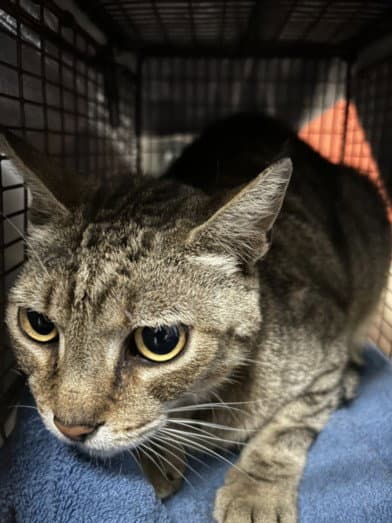Sabrino - Domestic Short Hair