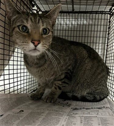Eva - Domestic Short Hair