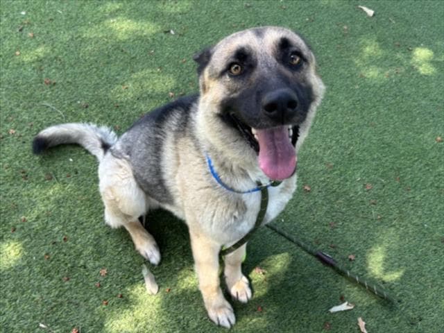 Delgotto - German Shepherd Dog