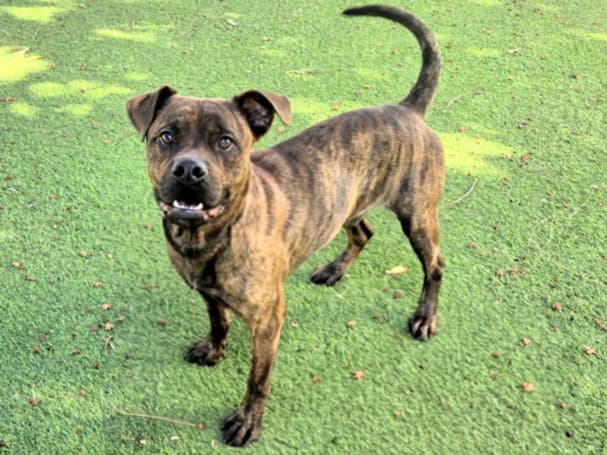 Bruno - Staffordshire Bull Terrier