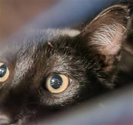 Streak - Domestic Short Hair