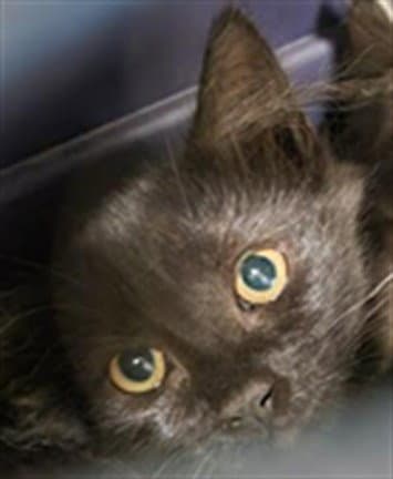 Undercover - Domestic Short Hair