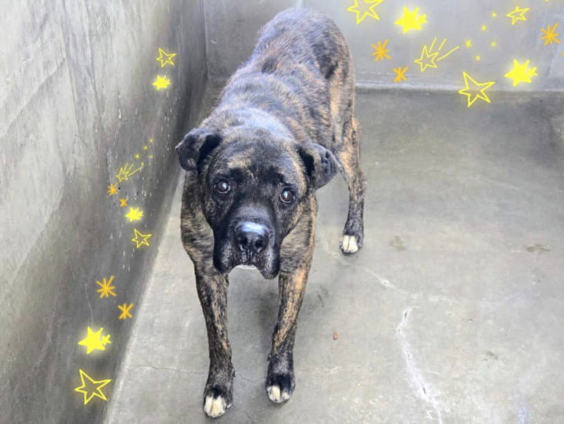 Isaac - Cane Corso Mastiff
