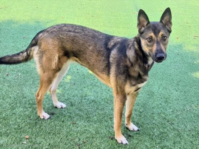 Sweety - German Shepherd Dog