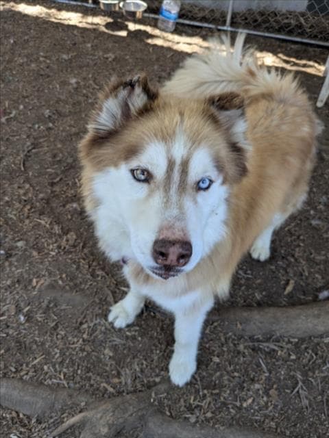 Charlie - Siberian Husky