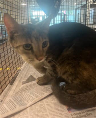Unknown - Domestic Short Hair