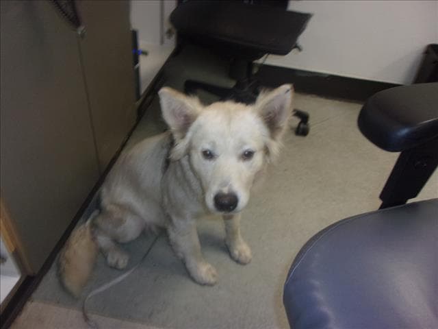 Cielo - Siberian Husky