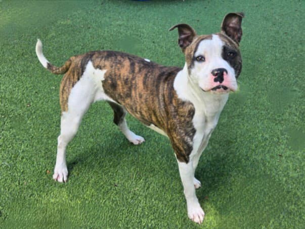 Kiki - American Pit Bull Terrier