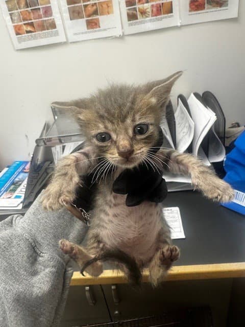 Frankie - Domestic Short Hair