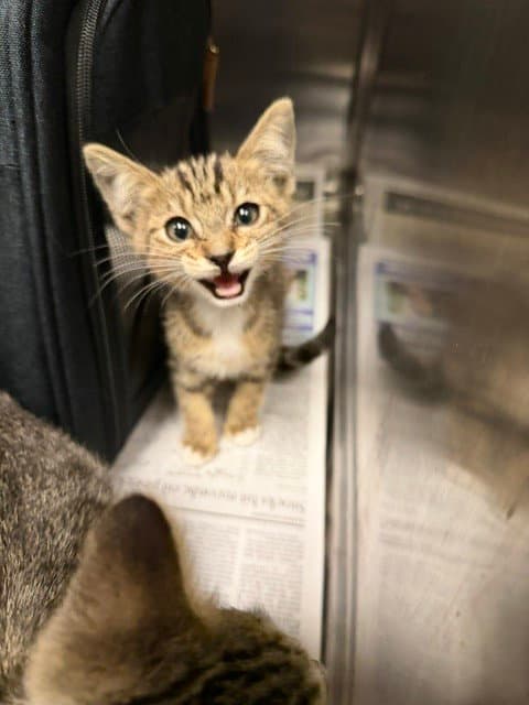 Jade - Domestic Short Hair