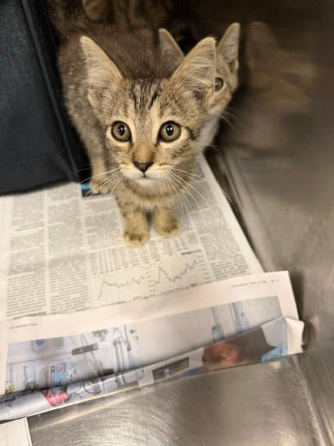 Wayla - Domestic Short Hair