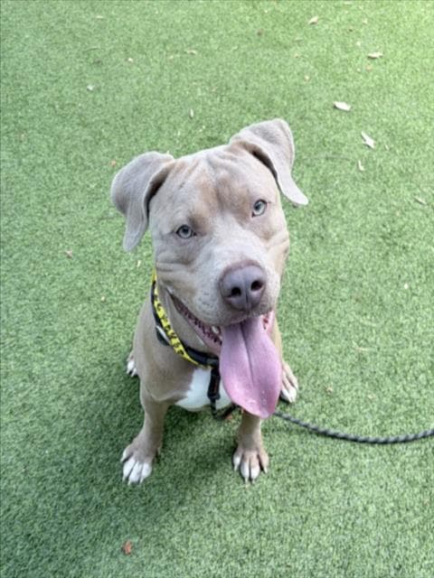 Capistrano - American Staffordshire Terrier