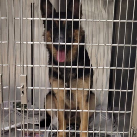 Ricky - German Shepherd Dog
