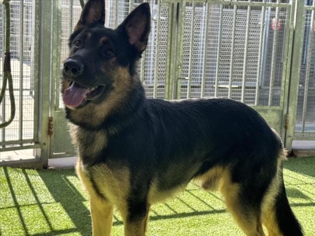 Ricky - German Shepherd Dog