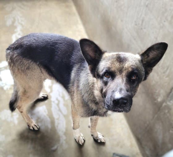 Morty - German Shepherd Dog