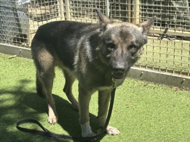 Morty - German Shepherd Dog
