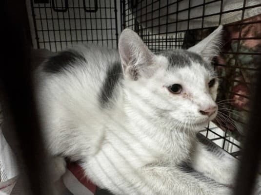 Mollie - Domestic Short Hair